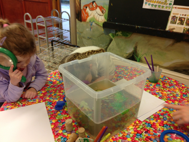 Tadpoles at Parklands Day Nursery